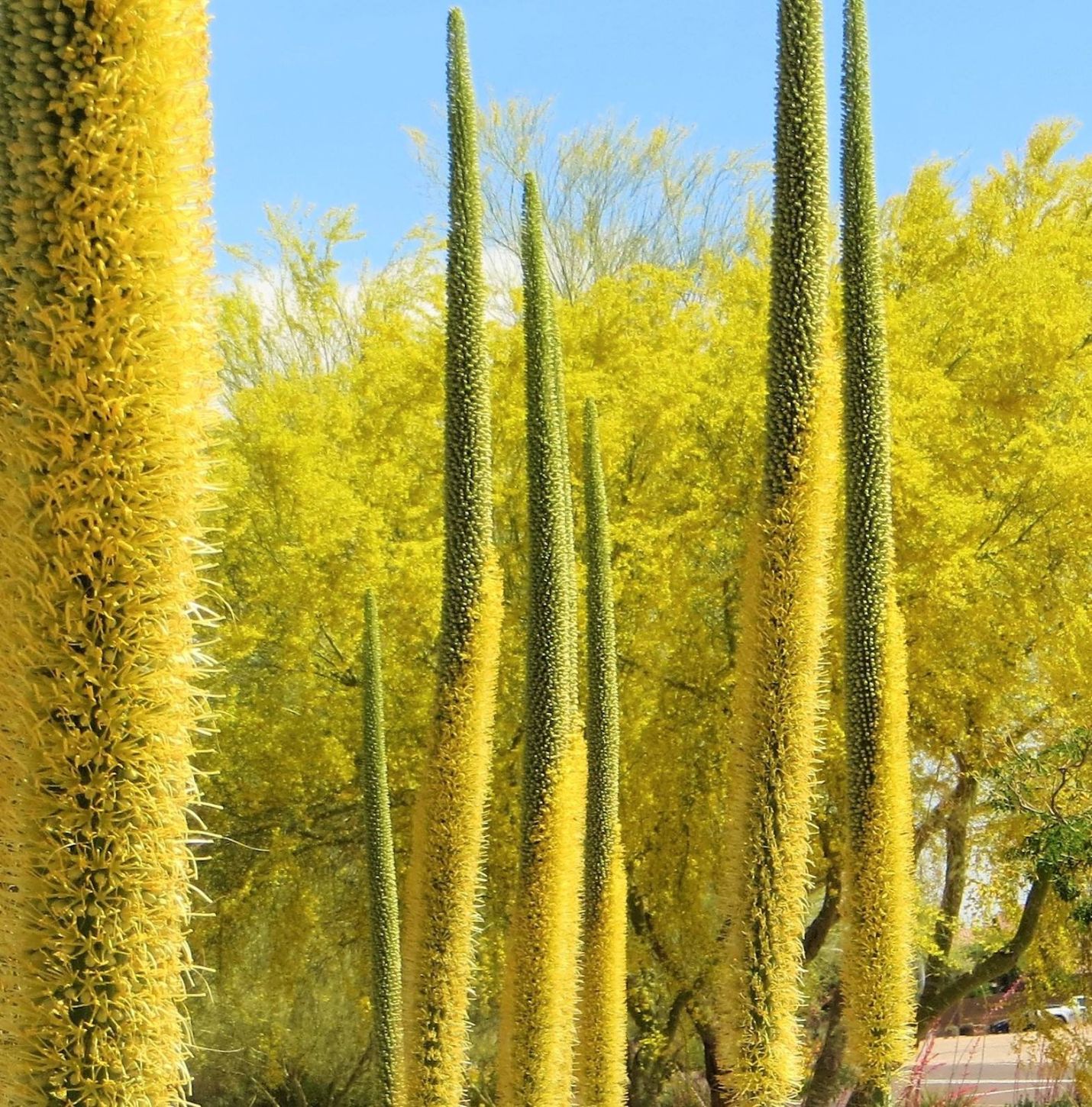Palo verde trees